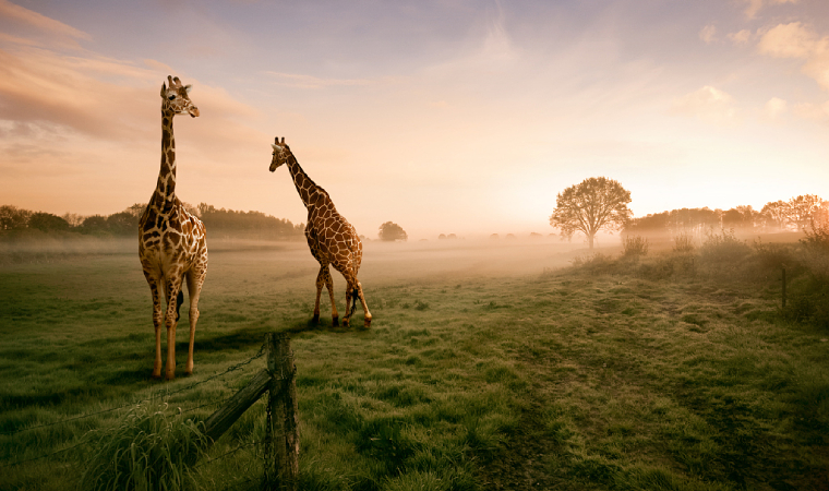 非洲外貿(mào)市場可以做哪些產(chǎn)品