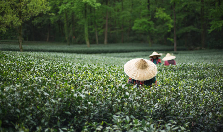 江西紅茶出口哈薩克斯坦46.2噸